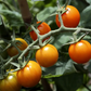 Paradise Farms Cherry Tomatoes Sungold (pt)