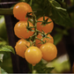 Cherry Tomatoes, Sungold (pound)