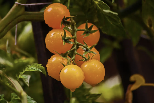 Cherry Tomatoes, Sungold (pound)