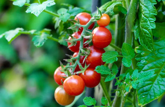 Mixed Medley Tomatoes (pt)