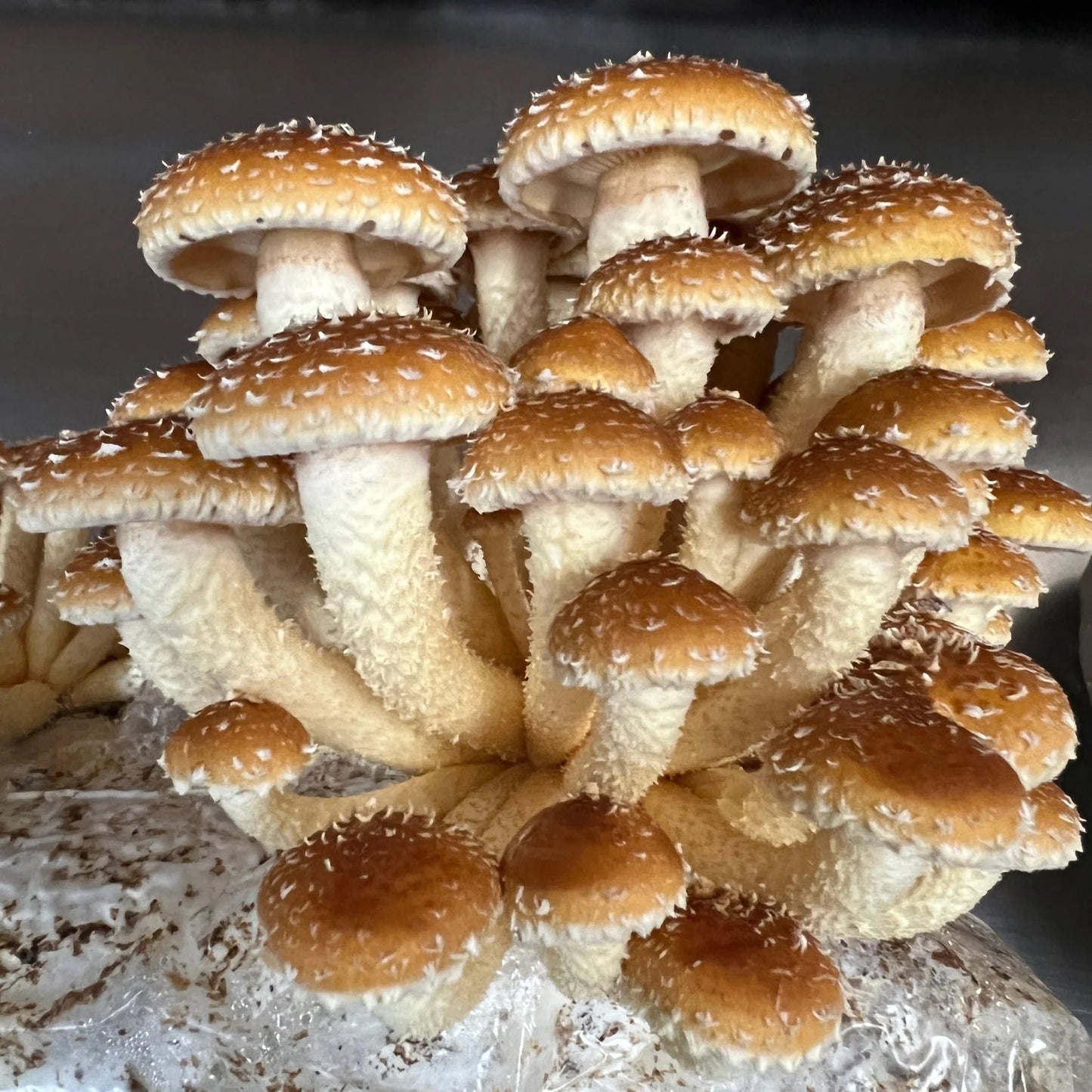 WS PF Chestnut Mushrooms (1/2 lb)