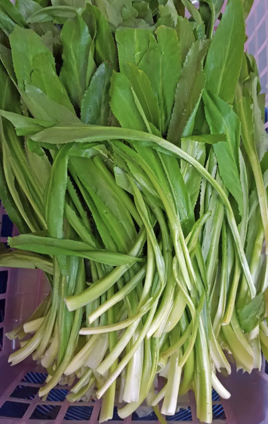 Culantro (bunch)