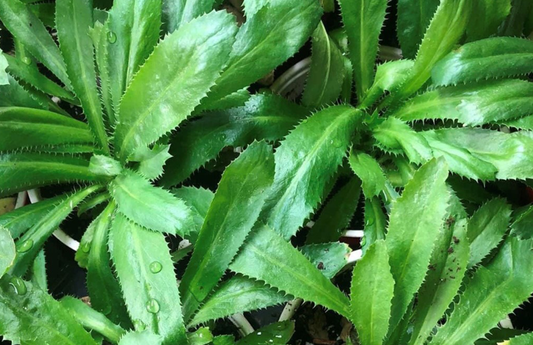 WS PF Culantro (bch)