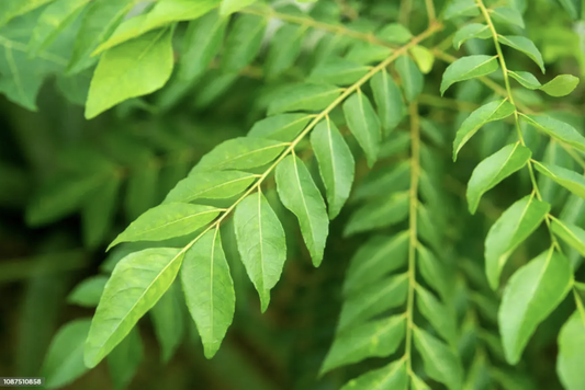 Curry Leaf (bunch)