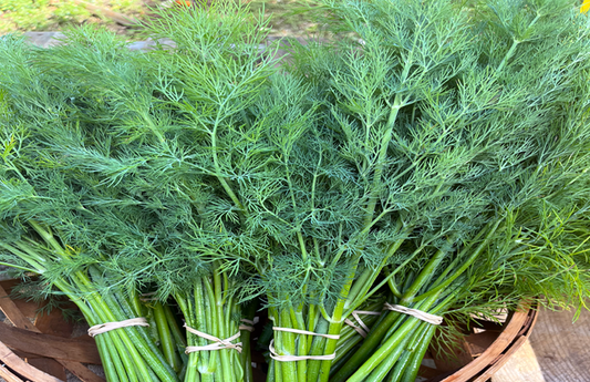 PF Dill (bch)