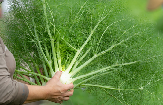 PF Fennel (ea)