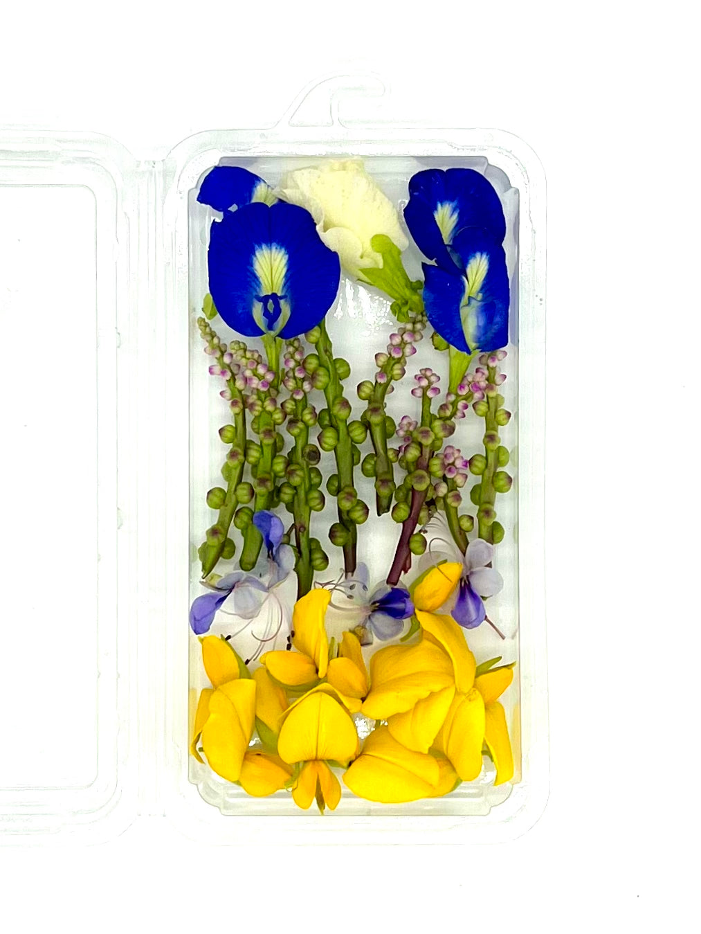 Edible Flower, 20 ct. (clam)