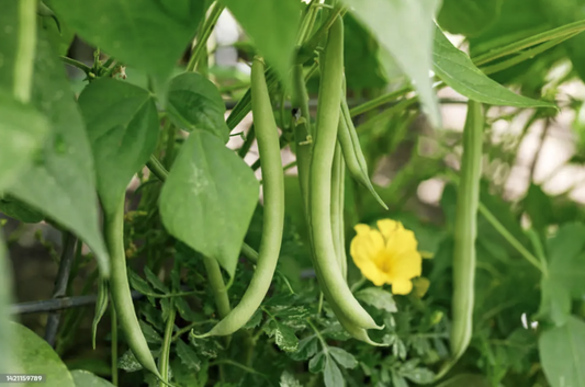 Bean, Green (pound)