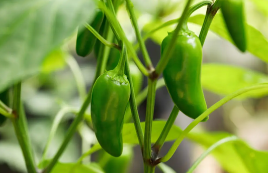 Jalapeño (ea)