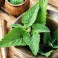 PF Lemon Balm (bch)