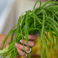 PF Garlic Chives (bch)
