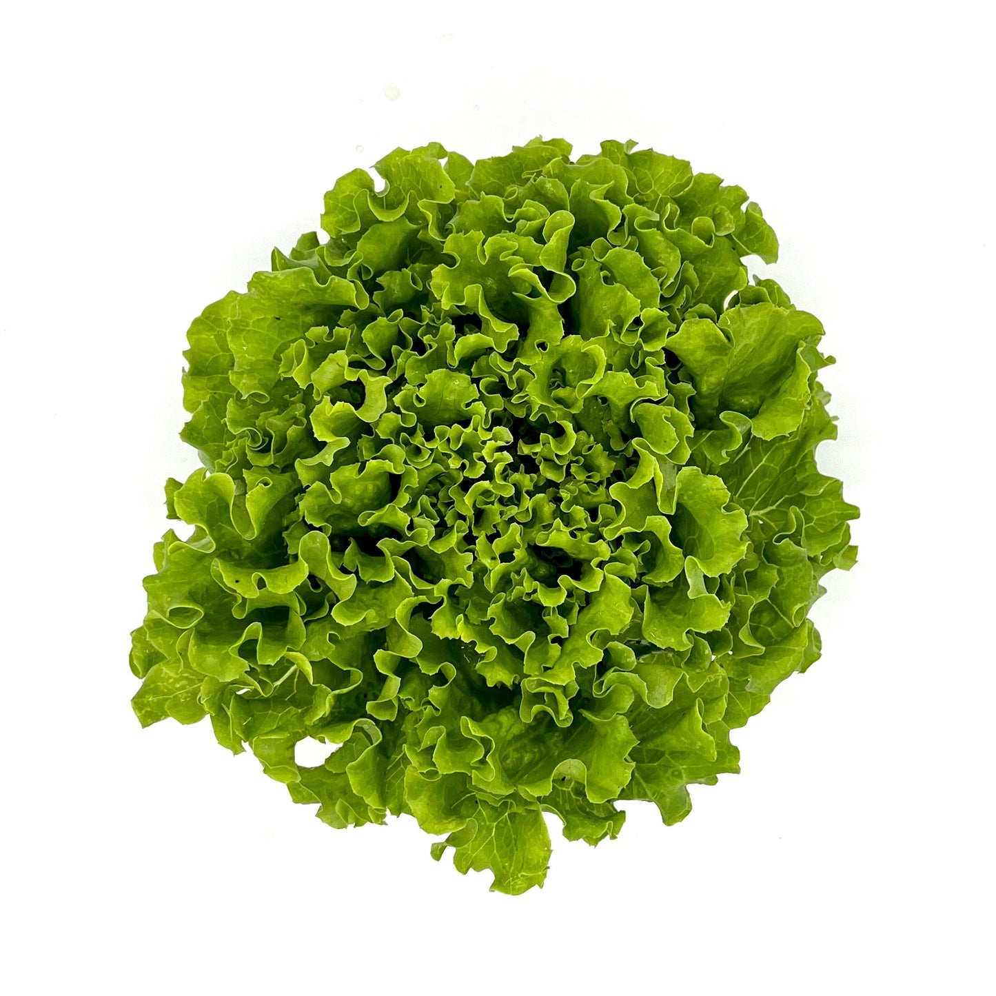 Lettuce (ea)