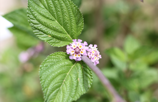 PF Lippia alba (bch)