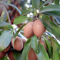 Mamey (ea)