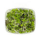 Microgreens, Fenugreek (clam)