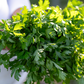 PF Parsley (bch)