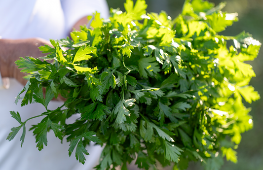 PF Parsley (bch)