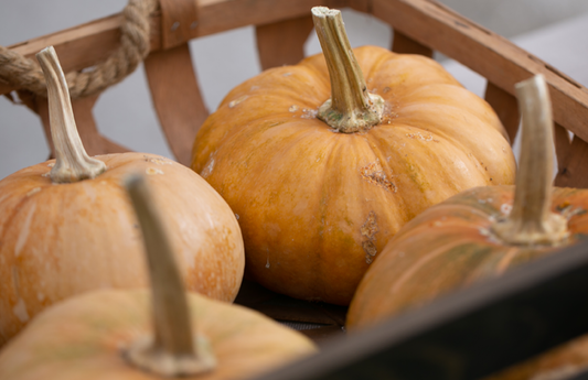 WS PF Pumpkin Seminole (15lb)