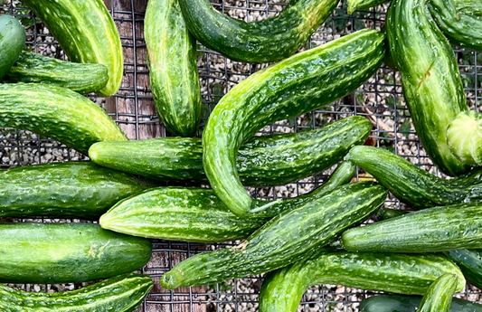 PF Cucumber Suyo Long (ea)