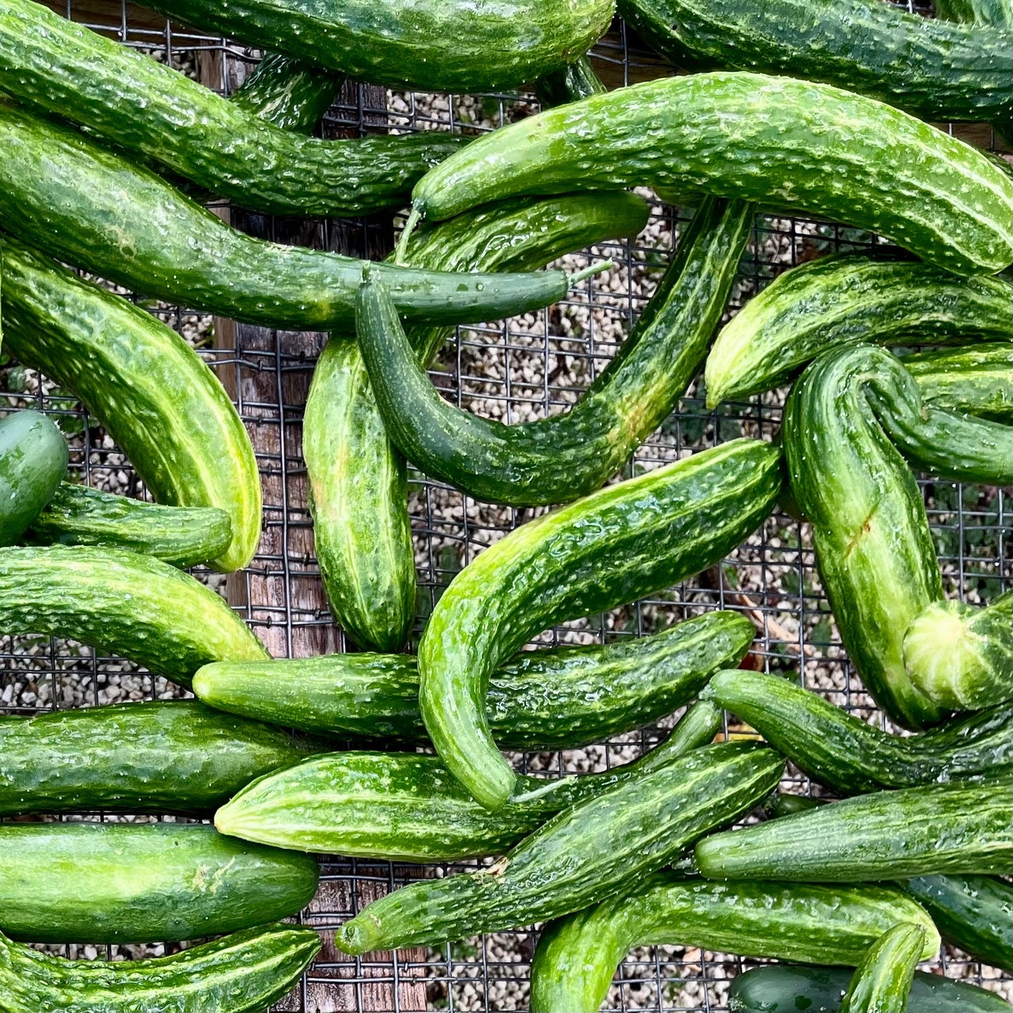 Cucumber, BROKERED (pound)